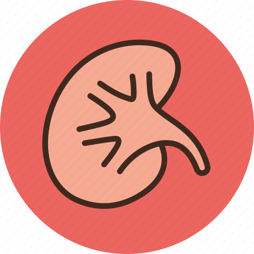 Anatomy, biology, kidney, medicine icon - Download on Iconfinder