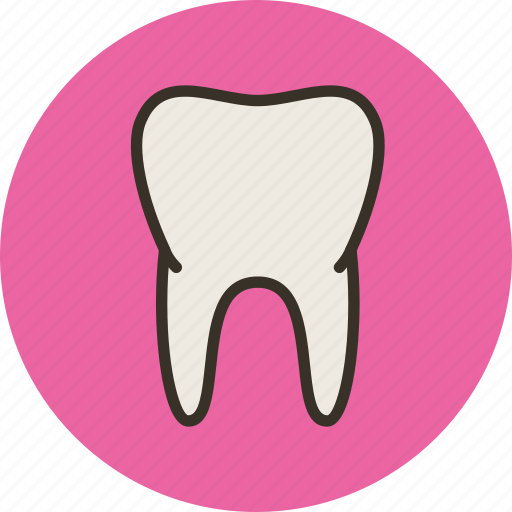 Anatomy, biology, healthy, medicine, teeth, tooth icon - Download on Iconfinder