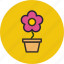 flower, nature, pot, present 