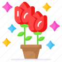 flowers, plant, floral, rose, potted, rosebuds, blooming