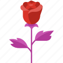 rose, flower, love, valentine, beautiful, red rose, floral