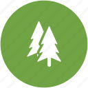 fir tree, forest, nature, park, pine tree, yard trees