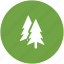 fir tree, forest, nature, park, pine tree, yard trees 