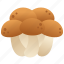 brown, edible, fungi, mushroom, shimeji 