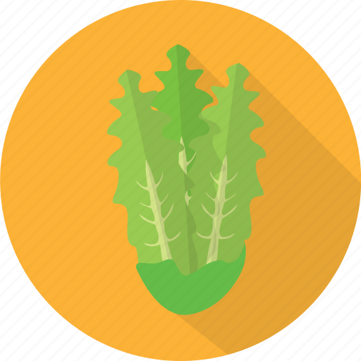 Fresh, green, lettuce, nature, organic, plant, vegetables icon - Download on Iconfinder
