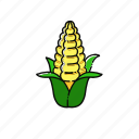 corn, fresh, food, vegetable, healthy, organic, ingredient, vegetables, plant