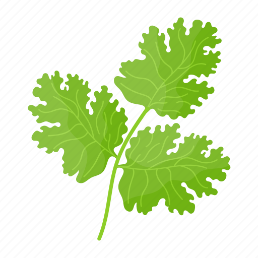 Coriander, cilantro, chinese parsley, leafy greens, herb, leaves icon - Download on Iconfinder