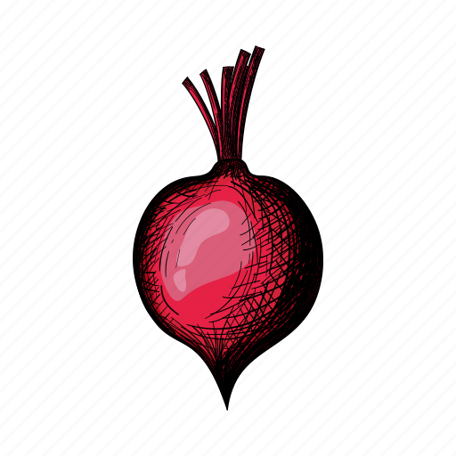 Beetroot, vegetable, retro, vintage, drawn, draw, hand icon - Download on Iconfinder