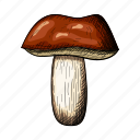 mushroom, fungus, vegetarian, white, healthy, cooking, nature