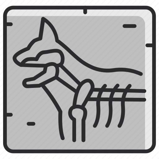 Veterinary, x, rays, pet, medical, checkup, x-rays icon - Download on Iconfinder