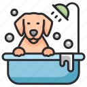 bath, hygiene, shower, grooming, pet, dog
