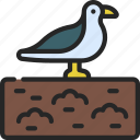 seagull, at, landfill, garbage, dump, tip