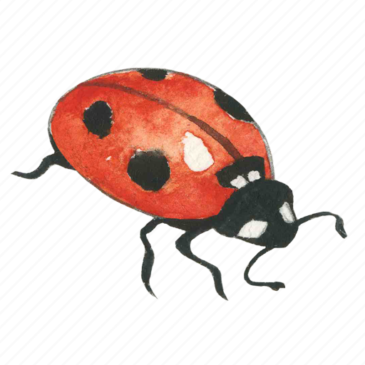 Ladybug, lady, bug icon - Download on Iconfinder