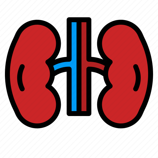 Kidney, organ, urology, urologist, medical icon - Download on Iconfinder