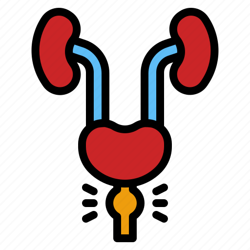 Prostate, cancer, anatomy, organ, healthcare icon - Download on Iconfinder