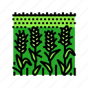 field, green, plants, wheat, grain, bread