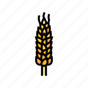 spikelet, yellow, wheat, grain, bread, harvest