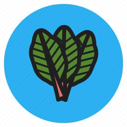 Winter, vegetables, fruits, chard, leaf, spinach icon - Download on Iconfinder