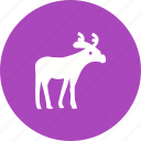 animal, decoration, deer, hornes, moose, reindeer, winter