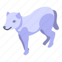 white, wolf, isometric