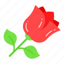 rose, flower, natural, fragrance, blossom, women