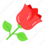 rose, flower, natural, fragrance, blossom, women 