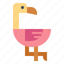 animal, bird, flamingo, zoo